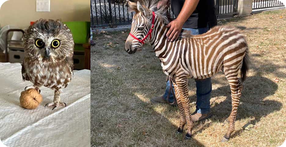 A zebra and an owl at Critter Camp.