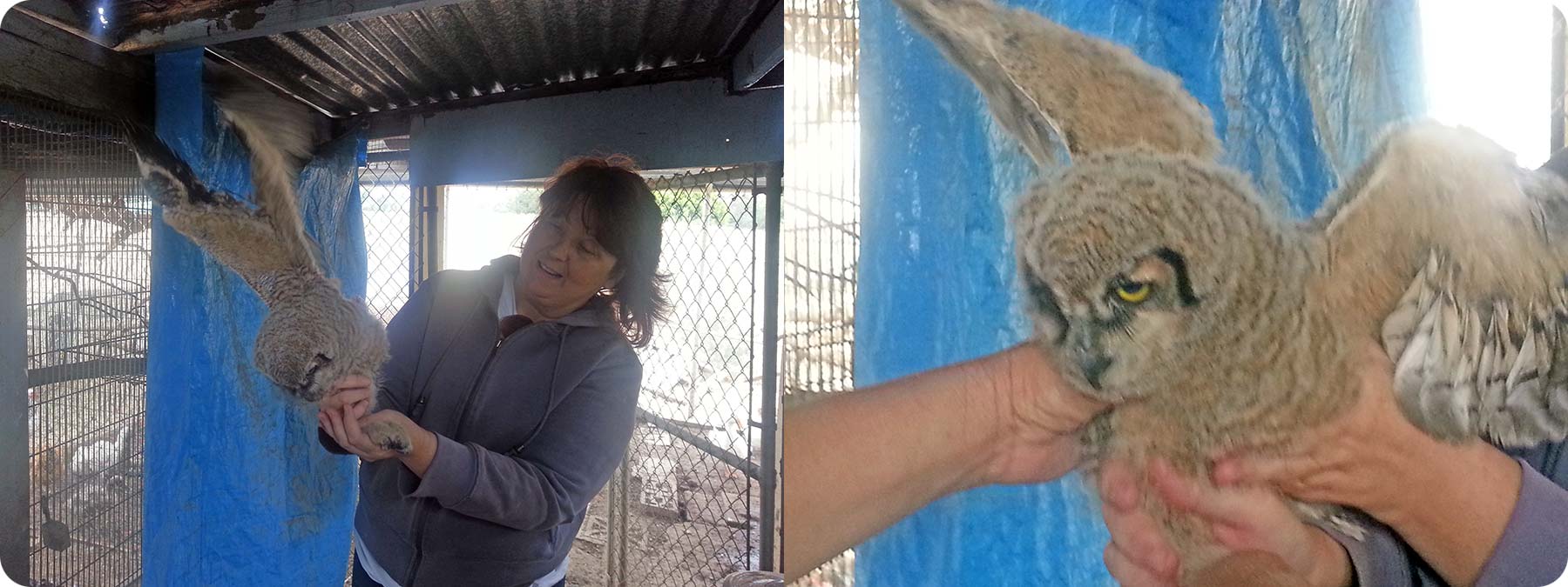 ASK president Carolyn Badger visits with an injured owl at Hope Wildlife in Corona.
