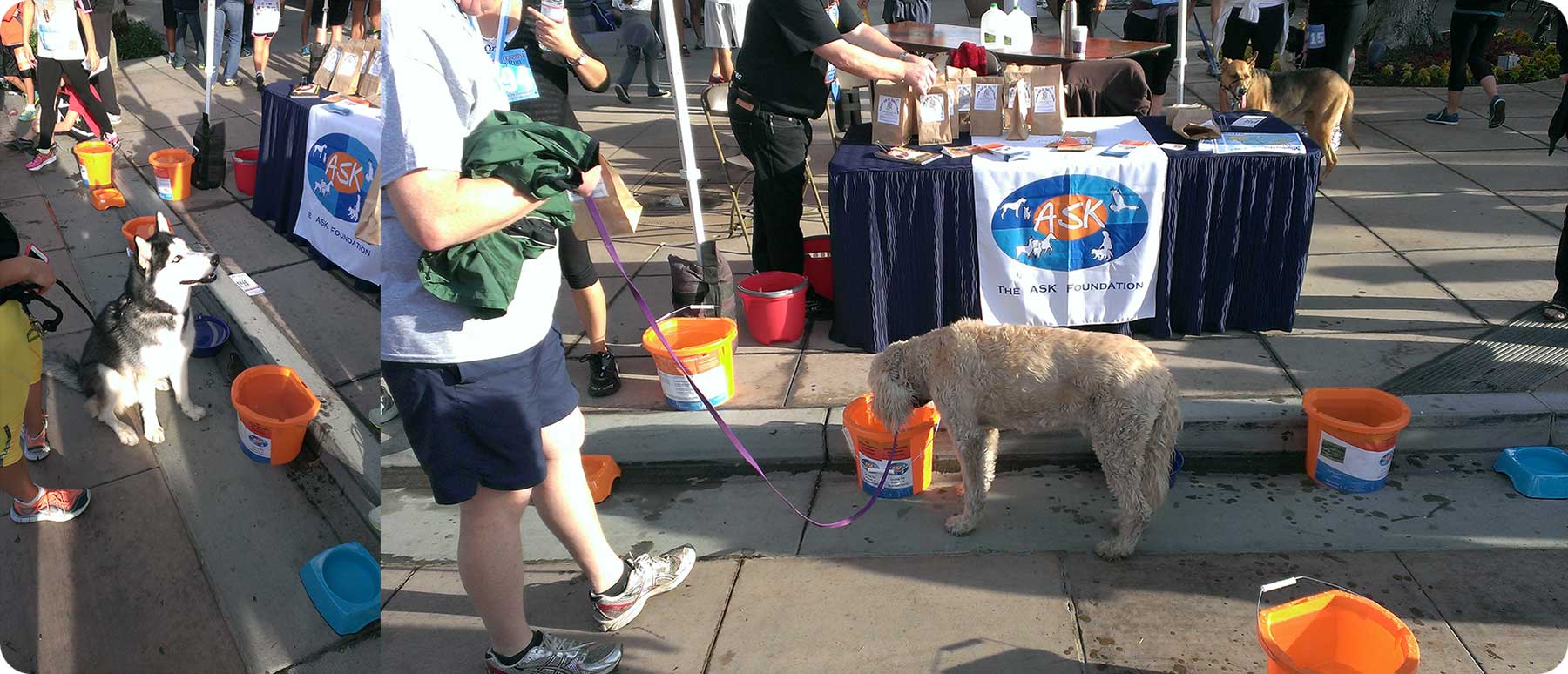 A photo of dogs enjoying water and treats at the ASK booth at the Mission Inn Run.