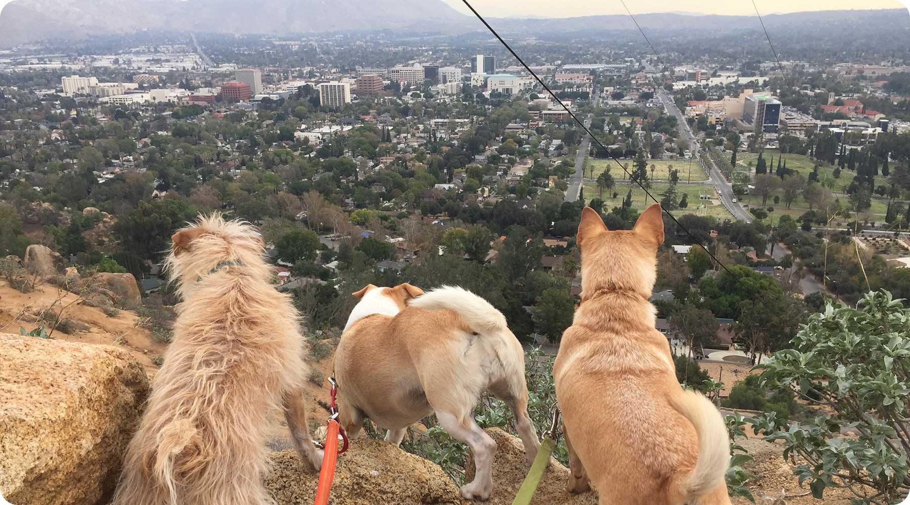 Three dogs watch over Riverside, California from Mount Rubidoux.